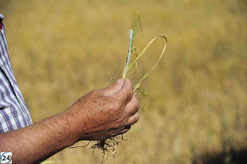 Subvención excepcional de 252 millones para más de 131.000 agricultores de secano, arroz y tomate de industria