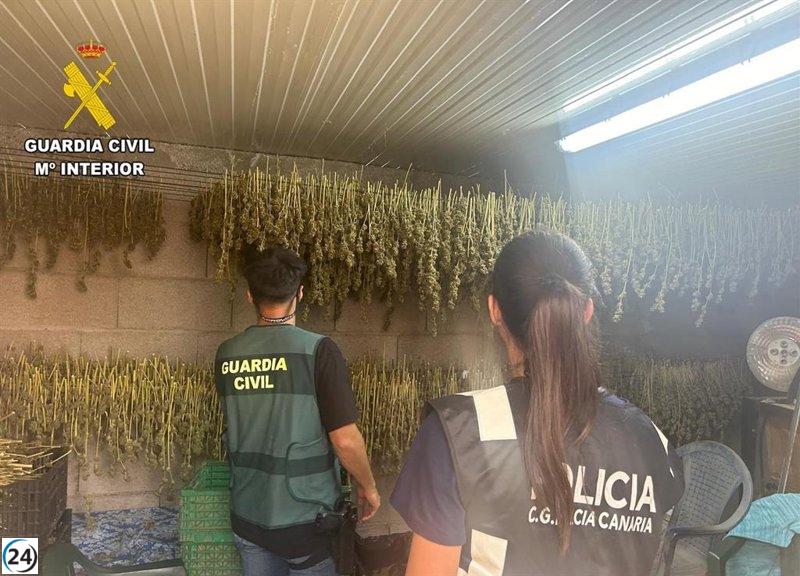 La Guardia Civil desmantela cultivo ilegal de marihuana en Tenerife: confiscan 900 plantas.