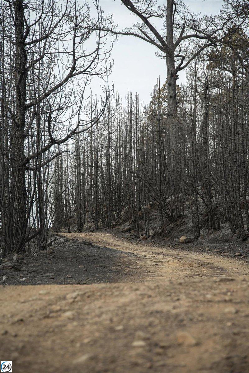 Arrestado por provocar quince incendios en Tenerife con pérdidas de 55.000 euros