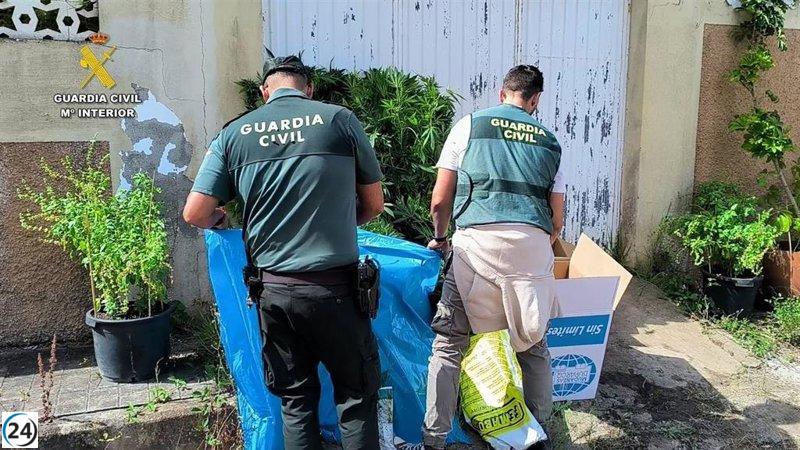 Detenido por cultivo masivo de marihuana en Gran Canaria.