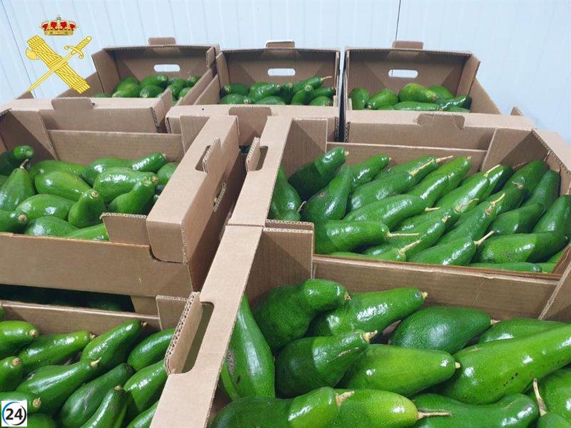 Confiscan más de 350 kilos de aguacate en Tenerife por venta ilegal.