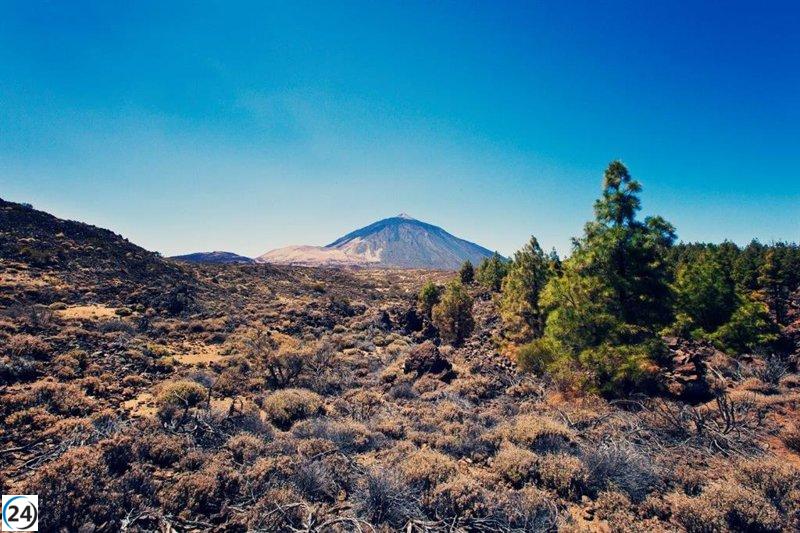 Tenerife investiga la antigüedad de sus cedros milenarios en el Teide, donde se encuentran alrededor de 10,000 árboles.