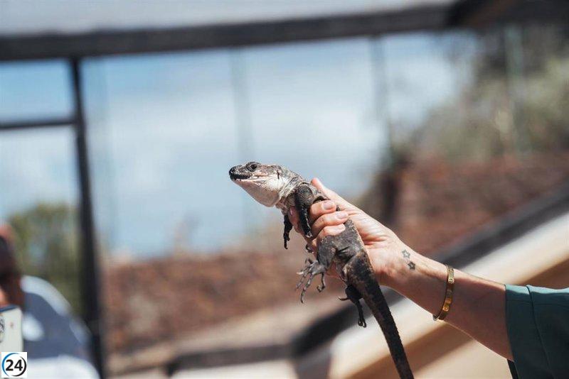 Canarias enfrenta un crucial desafío para proteger su fauna amenazada.