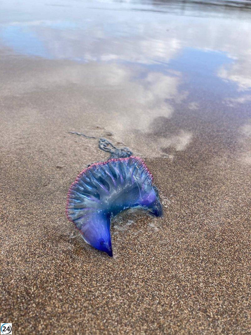 La ULPGC estudia el avistamiento de carabelas en Gran Canaria para optimizar sus pronósticos.