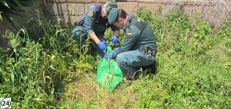 Detenido en Tegueste por el presunto asesinato de un perro.