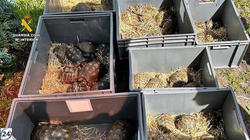 Un hombre bajo investigación por poseer 65 tortugas terrestres protegidas en su propiedad en San Mateo, Gran Canaria.