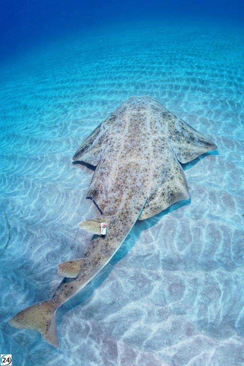 Investigación revela que el calentamiento del mar afecta la reproducción de las hembras de angelote.