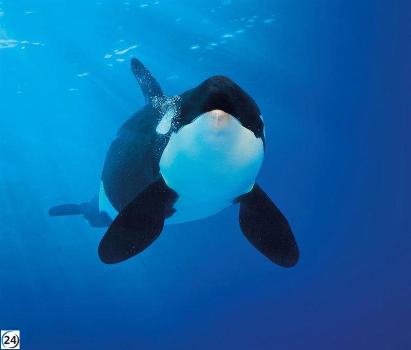 Investigadores de Canarias logran avances significativos en el entendimiento de la regulación hormonal de las orcas.