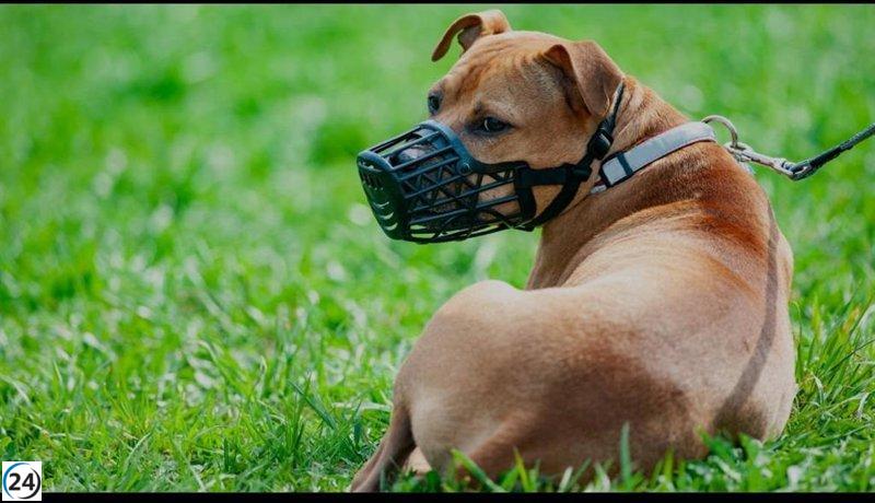 Arucas retira dos perros tras ataques a otros caninos y multa al propietario con 9.000 euros.