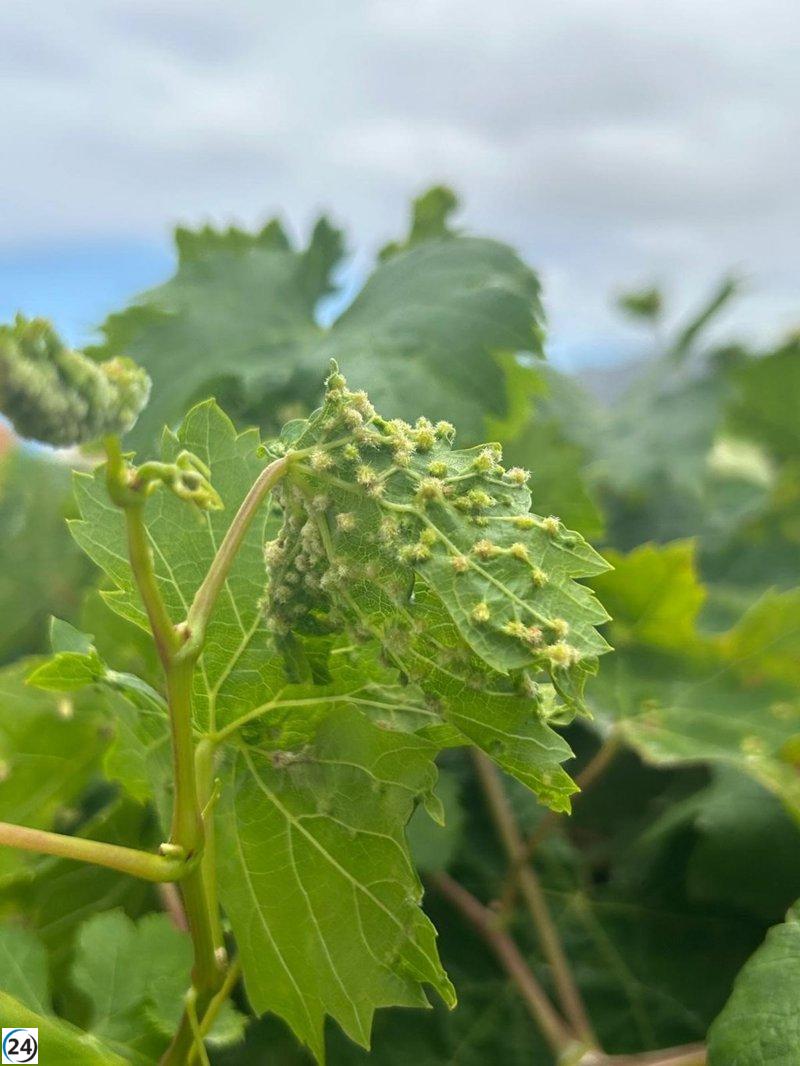 Canarias prohíbe la entrada de uva para salvaguardar sus cultivos de la filoxera.