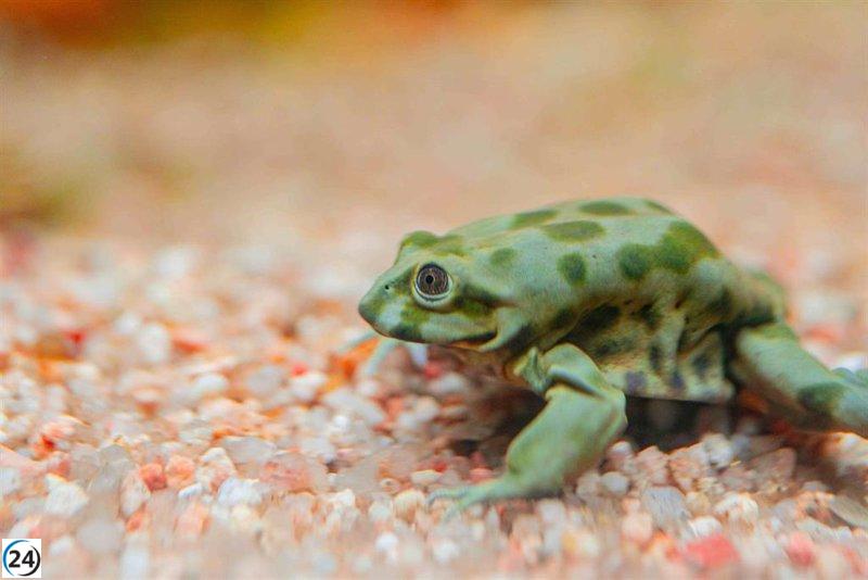 Acuario Poema del Mar de Gran Canaria añade ranas del Titicaca a su exhibición de anfibios.