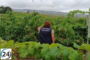 Canarias establece hoy el Comité Técnico-Científico para abordar la filoxera.