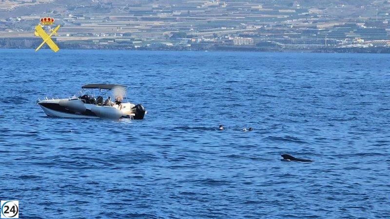 Siete turistas acusados de nadar con cetáceos en el sur de Tenerife.