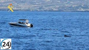 Siete turistas acusados de nadar con cetáceos en el sur de Tenerife.