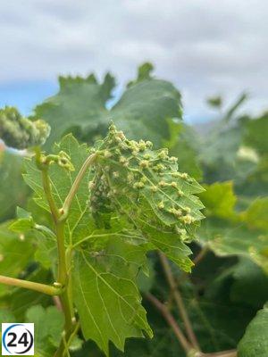 Aparece brote de filoxera en zona no cultivada de El Rincón, Valle de La Orotava.
