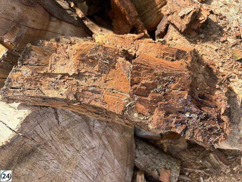 Descubren nueva infestación de termitas americanas en Tacoronte, Tenerife.