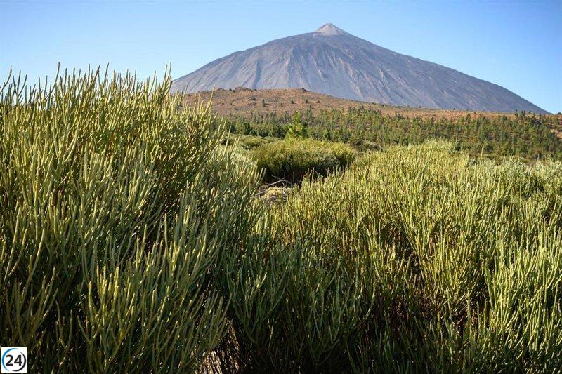 El Cabildo prevé cerrar la cesión de competencias del Parque Nacional del Teide para finales de noviembre.