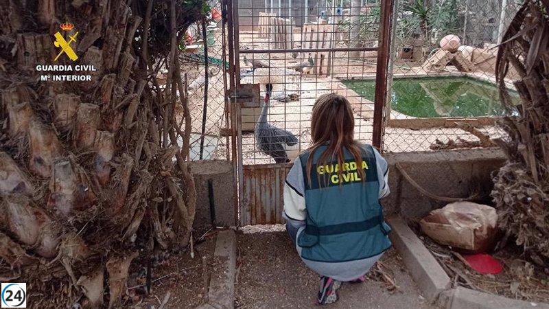 El Seprona desmantela zoológico ilegal en Güímar con especies protegidas intervenidas.