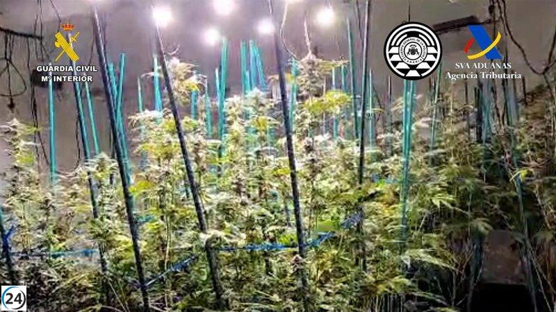 Incautada plantación con 600 plantas de marihuana en Gran Canaria