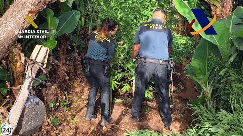 Golpe al narcotráfico en La Palma: confiscados 4 kilos de marihuana y 289 plantas en una finca de Garafía.