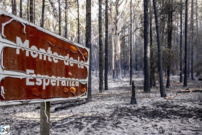 Expertos forestales alertan sobre el peligro inminente de incendios en Canarias.