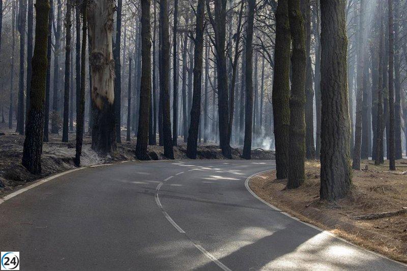 Incendio forestal de Tenerife podría haber dañado 60+ especies protegidas.