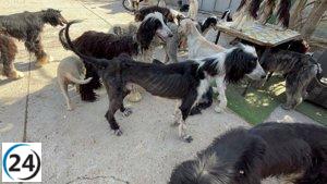Escandaloso criadero ilegal de perros y gatos bajo investigación en Tenerife