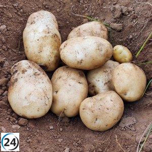 Canarias autoriza la importación de papas británicas, según el Ministerio de Agricultura