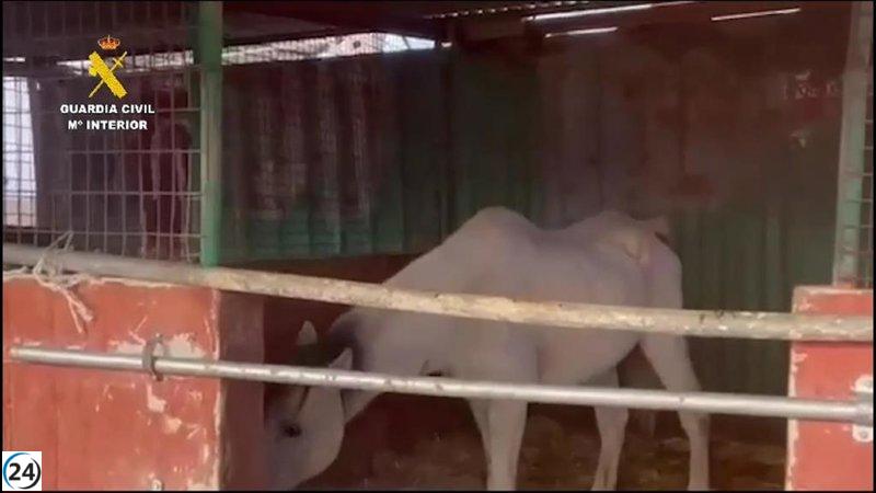 Animales maltratados y abandonados: Mujer bajo investigación por mantener cuatro caballos y un burro en estado de desnutrición.