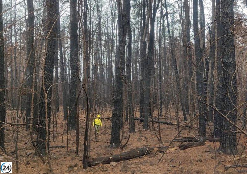 El devastador incendio en Tenerife causa estragos valorados en 146,4 millones de euros.