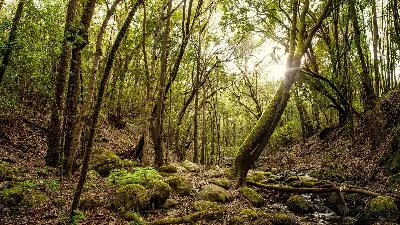 Visita el Parque Nacional de Garajonay en La Gomera
