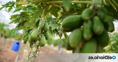 Plátanos, mangos, papayas... ¡La fruta de Canarias te espera!